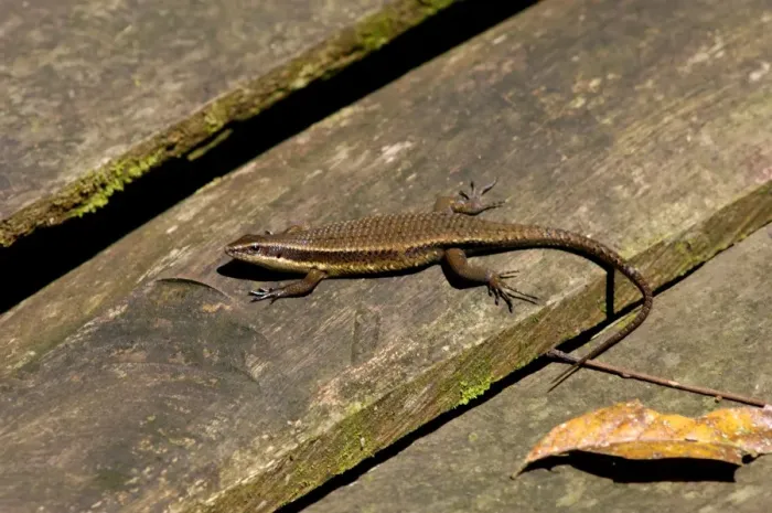 Framed Print : Rough-scaled Brown Skink basking on planks of a wooden platform at Sukau Rainforest Lodge, typical in lowland rainforest of Kinabatangan river floodplain; Sabah, Borneo, Malaysia; June. Ma39. 3140 Framed Print : Rough-scaled Brown Skink basking on planks of a wooden platform at Sukau Rainforest Lodge, typical in lowland rainforest of Kinabatangan river floodplain; Sabah, Borneo, Malaysia; June. Ma39. 3140