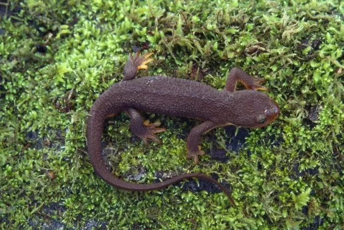Framed Print : Rough-skinned Newt Framed Print : Rough-skinned Newt