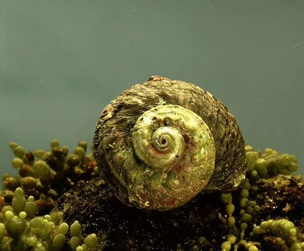 Rough  /  Sydney Turban Shell - Occurs on the southeastern coast of Australia at depth 1. 5 metres, Australia JPF02970