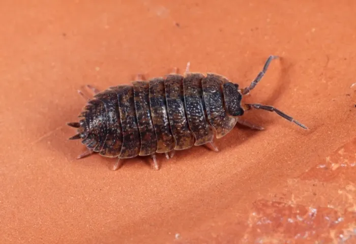 Framed Print : Rough Woodlouse Red mottled variety, UK Framed Print : Rough Woodlouse Red mottled variety, UK