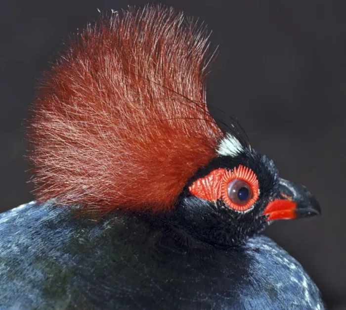 Framed Print : Roul-Roul Partridge / Crested Wood Partridge - Male, forests SE Asia Framed Print : Roul-Roul Partridge / Crested Wood Partridge - Male, forests SE Asia