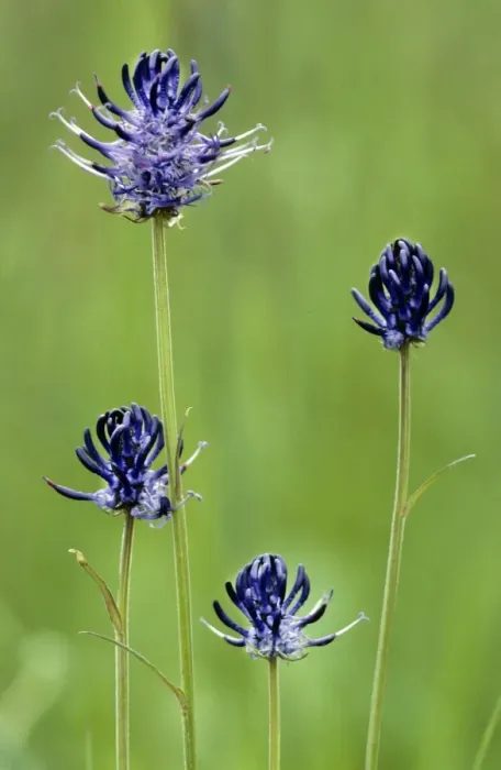 Framed Print : Round-headed Rampion Framed Print : Round-headed Rampion