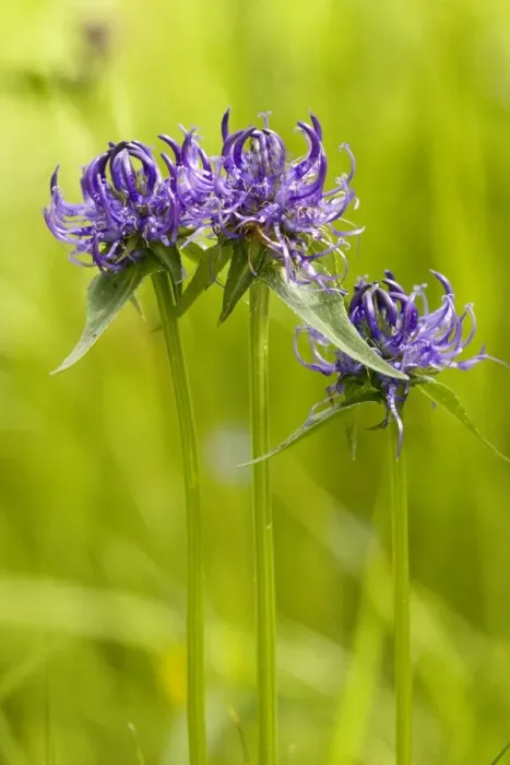 Framed Print : Round-headed Rampion ( Phyteuma orbiculare); rare in UK on chalk grassland Framed Print : Round-headed Rampion ( Phyteuma orbiculare); rare in UK on chalk grassland