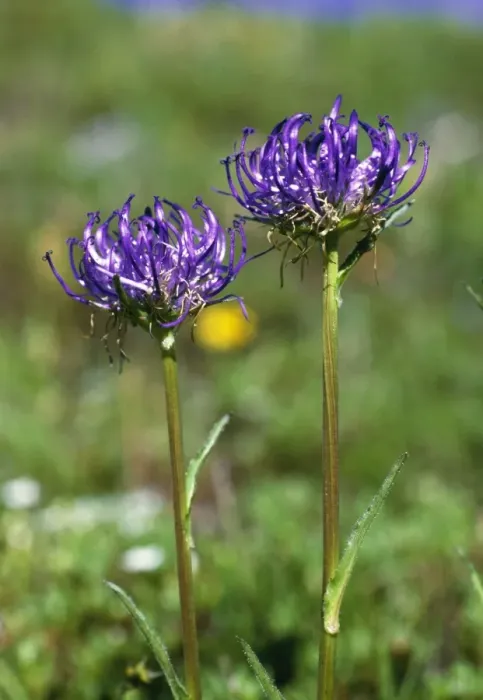 Framed Print : Round-Headed Rampion ROG 8160 Pryteuma orbiculare © Bob Gibbons / ARDEA LONDON Framed Print : Round-Headed Rampion ROG 8160 Pryteuma orbiculare © Bob Gibbons / ARDEA LONDON