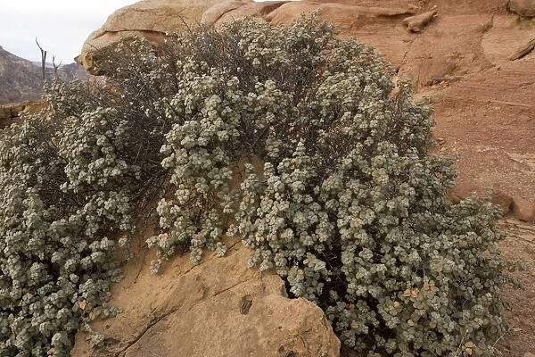 Round-leaved buffaloberry in Capitol Reef National Park