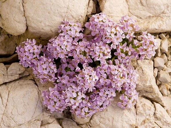 Round-leaved Pennycress - on dolomite scree in the Dolomites, Italy