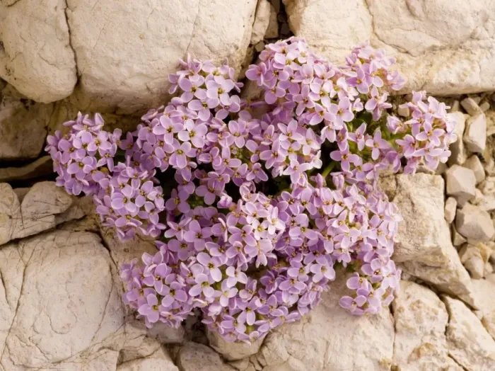 Framed Print : Round-leaved Pennycress - on dolomite scree in the Dolomites, Italy Framed Print : Round-leaved Pennycress - on dolomite scree in the Dolomites, Italy