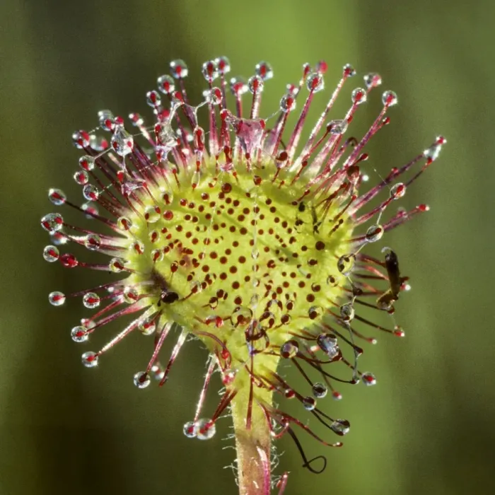 Framed Print : Round-leaved Sundew Framed Print : Round-leaved Sundew