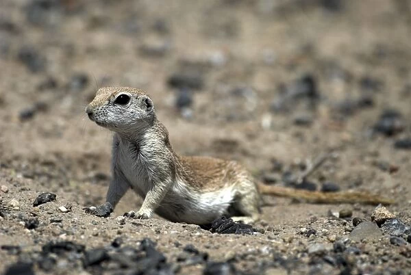 Round-tailed Ground Squirrel Alert looking for danger at entrance to its burrow. Arizona USA