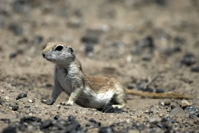 Framed Print : Round-tailed Ground Squirrel Alert looking for danger at entrance to its burrow. Arizona USA Framed Print : Round-tailed Ground Squirrel Alert looking for danger at entrance to its burrow. Arizona USA