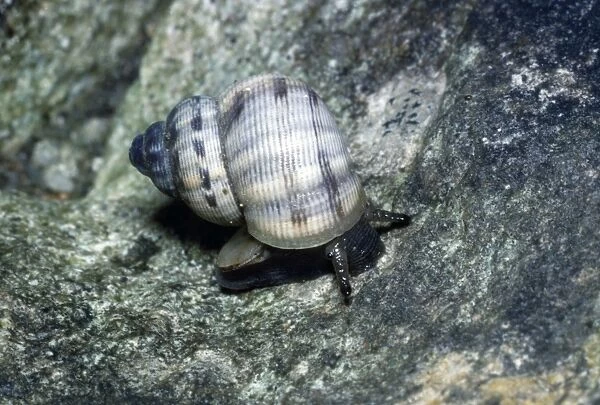 Rounded Mouthed Snail