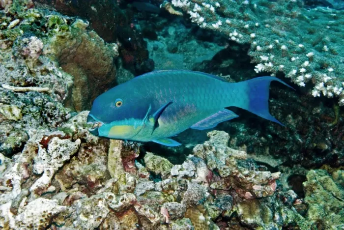 Framed Print : Roundhead Parrotfish - male - Papua New Guinea Framed Print : Roundhead Parrotfish - male - Papua New Guinea