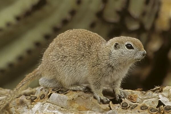 Roundtail Ground Squirrel - Arizona, USA - Found in parts of Nevada-California and Arizona extending down into NW Mexico - Lives in low desert-mesquite-creosote bush and cactus - Above ground most of the year - Feeds on seeds and probably insects