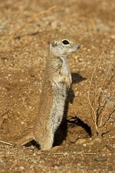Roundtail Ground Squirrel Young (Citellus tereticaudus) - Arizona - Found in parts of Nevada-California and Arizona extending down into NW Mexico - Lives in low desert-mesquite-creosote bush