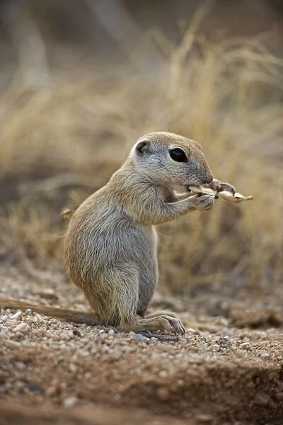 Roundtail Ground Squirrel Young (Citellus tereticaudus) - Arizona - Found in parts of Nevada-California and Arizona extending down into NW Mexico - Lives in low desert-mesquite-creosote bush