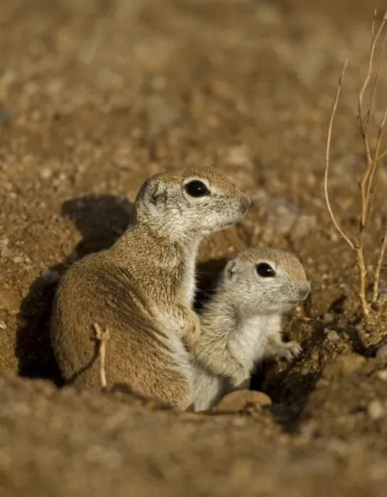 Framed Print : Roundtail Ground Squirrel Young (Citellus tereticaudus) - Arizona - Found in parts of Nevada-California and Arizona extending down into NW Mexico - Lives in low desert-mesquite-creosote bush Framed Print : Roundtail Ground Squirrel Young (Citellus tereticaudus) - Arizona - Found in parts of Nevada-California and Arizona extending down into NW Mexico - Lives in low desert-mesquite-creosote bush