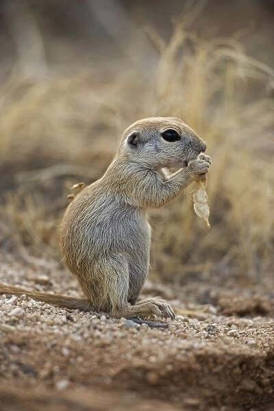 Roundtail Ground Squirrel Young - Using hands to hold food - Arizona - Found in parts of Nevada-California and Arizona extending down into NW Mexico - Lives in low desert-mesquite-creosote bush