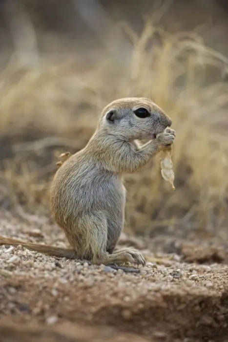 Framed Print : Roundtail Ground Squirrel Young - Using hands to hold food - Arizona - Found in parts of Nevada-California and Arizona extending down into NW Mexico - Lives in low desert-mesquite-creosote bush Framed Print : Roundtail Ground Squirrel Young - Using hands to hold food - Arizona - Found in parts of Nevada-California and Arizona extending down into NW Mexico - Lives in low desert-mesquite-creosote bush