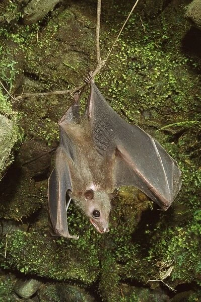 Roussette Bat - Hanging upside down - Papua New Guinea, SE Asia, Indonesia JPF27379