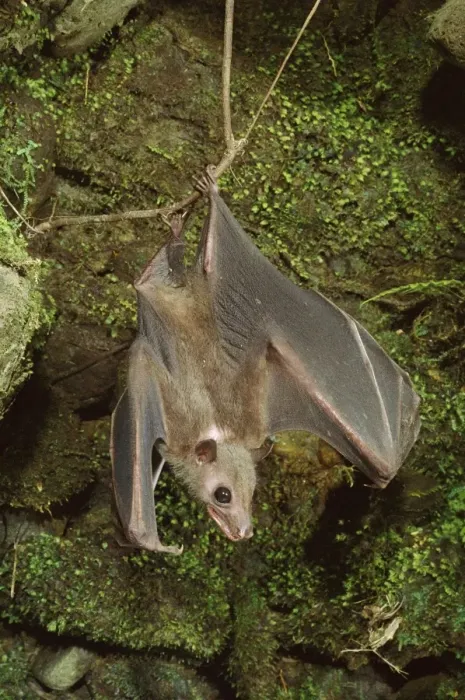 Framed Print : Roussette Bat - Hanging upside down - Papua New Guinea, SE Asia, Indonesia JPF27379 Framed Print : Roussette Bat - Hanging upside down - Papua New Guinea, SE Asia, Indonesia JPF27379