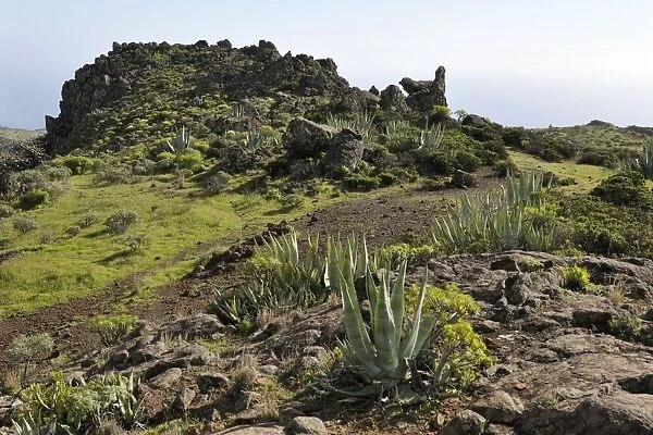 On route above Playa de Santiago - The vegetation is quite verdant, due to the forest area above, and its regular rain and cloud cover. La Gomera, Canary Is. Jan