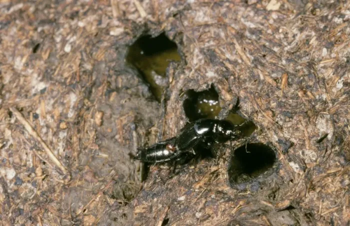 Framed Print : Rove Beetle - on cow dung Framed Print : Rove Beetle - on cow dung