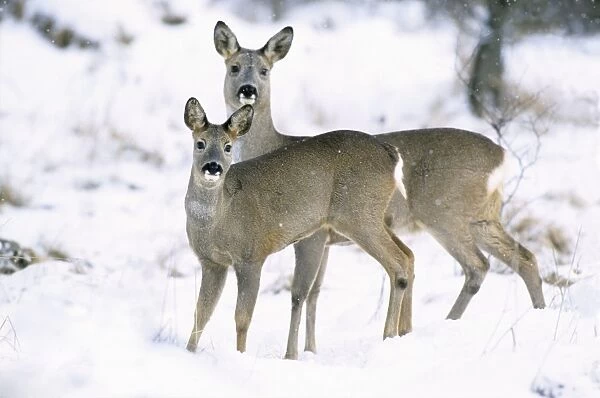Row Deer - Two standing in snow