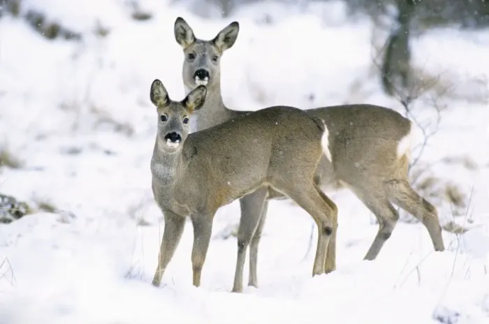 Framed Print : Row Deer - Two standing in snow Framed Print : Row Deer - Two standing in snow