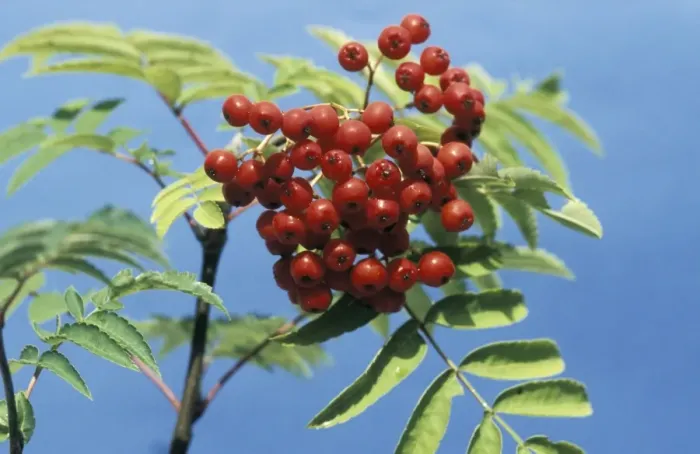 Framed Print : Rowan Berries Framed Print : Rowan Berries