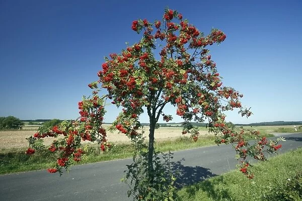 Rowan  /  Mountain Ash - ripened berries on roadside tree, Lower Saxony, Germany