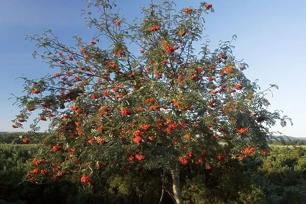 Rowan tree (Sorbus aucuparia) in full fruit, on heathland, Arne, Dorset