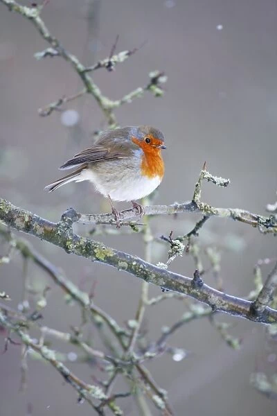 Robin. ROY-474. European Robin - In snow flurry showing bright red breast