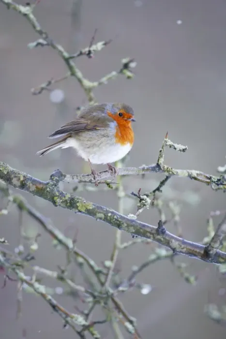 Framed Print : Robin. ROY-474. European Robin - In snow flurry showing bright red breast Framed Print : Robin. ROY-474. European Robin - In snow flurry showing bright red breast