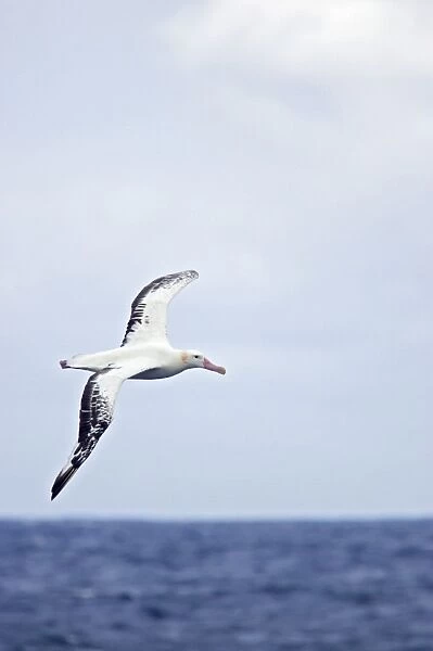 Royal Albatross - In flight over sea Drake Passage, Antarctica. BI007105