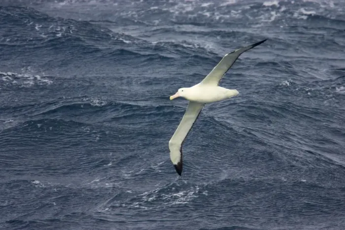 Framed Print : Royal Albatross - In flight over sea Drake Passage, Antarctica. BI007104 Framed Print : Royal Albatross - In flight over sea Drake Passage, Antarctica. BI007104