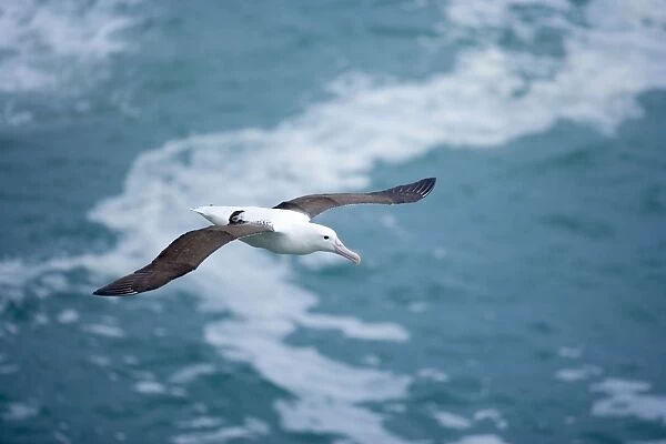 Royal Albatross soaring above the ocean Taiaroa Head, Otago, South Island, New Zealand