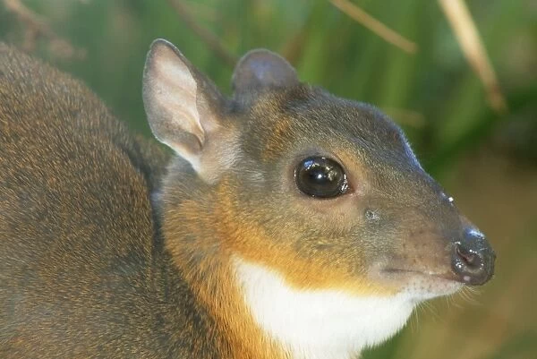 Royal Antelope - close-up of head - smallest true Antelope with shoulder height of 10 inches