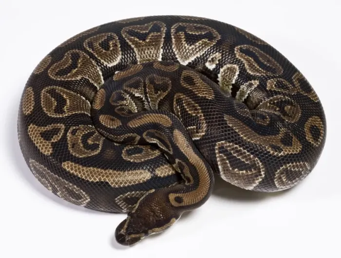Framed Print : Royal  /  Ball Python - Africa