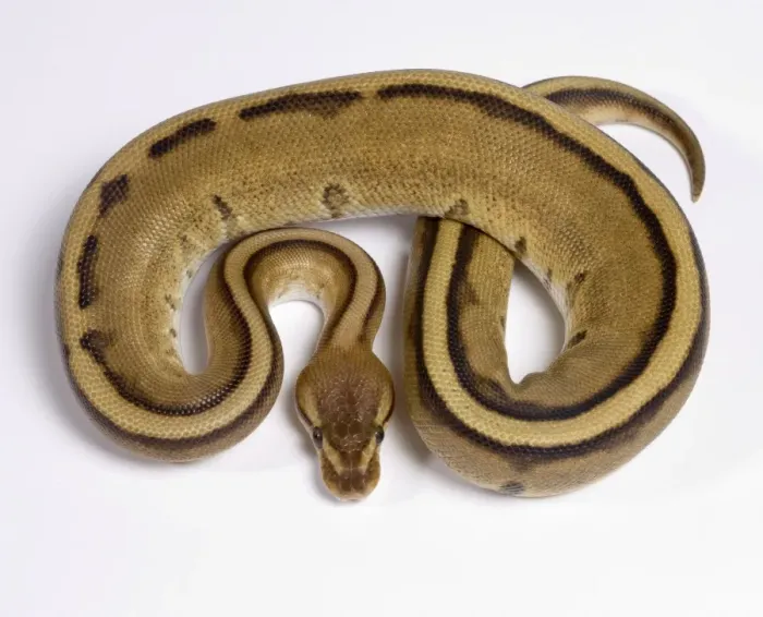 Framed Print : Royal / Ball Python - Pastel “Stripe” mutation - Africa Framed Print : Royal / Ball Python - Pastel “Stripe” mutation - Africa