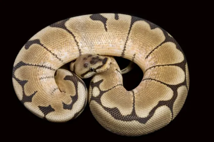 Framed Print : Royal / Ball Python - “Spider” Pastel mutation - Africa Framed Print : Royal / Ball Python - “Spider” Pastel mutation - Africa