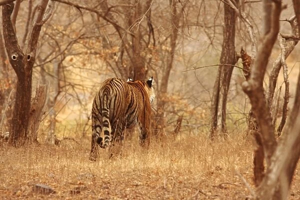 Royal Bengal  /  Indian Tiger - backview walking into forest, Ranthambhor National Park, India