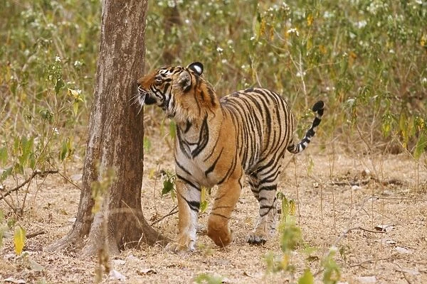 Royal Bengal  /  Indian Tiger catching the scent, Ranthambhor National Park, India
