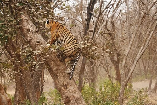 Royal Bengal  / Indian Tiger climbing up the tree, Ranthambhor National Park, India