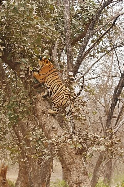 Royal Bengal  /  Indian Tiger climbing up the tree, Ranthambhor National Park, India