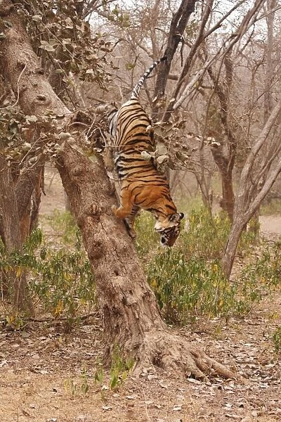Royal Bengal  /  Indian Tiger climbing down the tree, Ranthambhor National Park, India