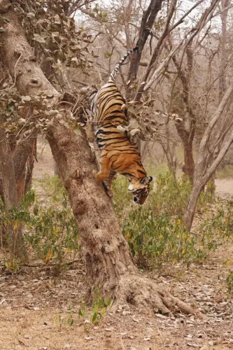 Framed Print : Royal Bengal / Indian Tiger climbing down the tree, Ranthambhor National Park, India Framed Print : Royal Bengal / Indian Tiger climbing down the tree, Ranthambhor National Park, India