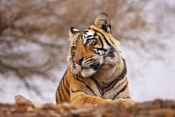 Royal Bengal  /  Indian Tiger - a close up, Ranthambhor National Park, India