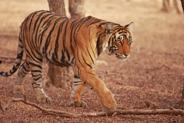 Framed Print : Royal Bengal / Indian Tiger coming out of woodland. Ranthambhor National Park - India Framed Print : Royal Bengal / Indian Tiger coming out of woodland. Ranthambhor National Park - India