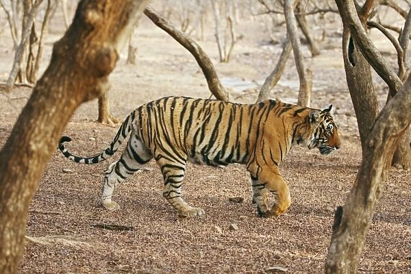 Royal Bengal  /  Indian Tiger coming out of woodland. Ranthambhor National Park - India