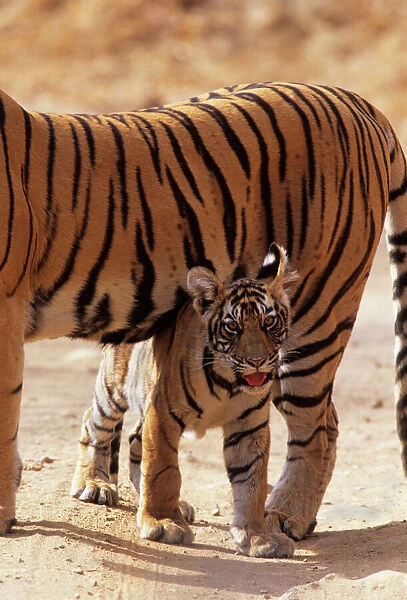 Royal Bengal  /  Indian Tiger - cub under shadow of mother named Machli'. Ranthambhor National Park, India